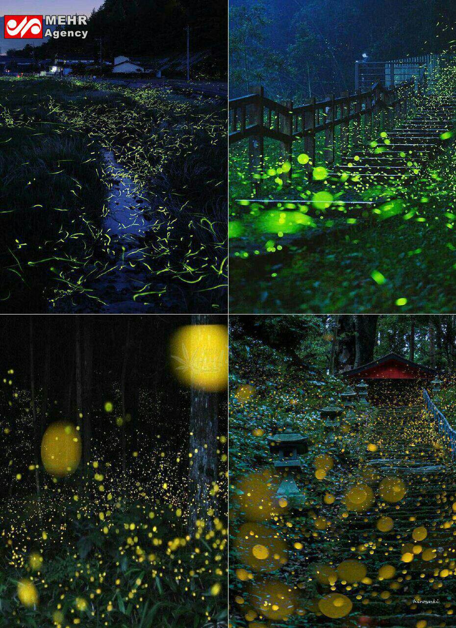 حشره‌های شب‌تاب و زیبایی دوچندان شب‌ها در ژاپن