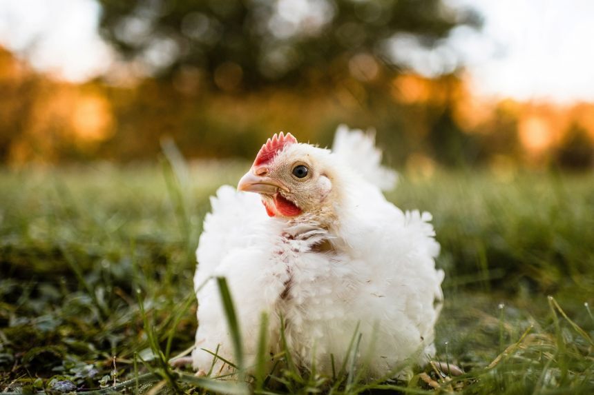 شیوع آنفلوانزای مرغی در ژاپن