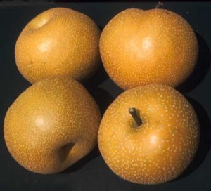 گلابی ژاپنی؛ Japanese Pear : nashi : 梨
