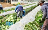 تغییر کشاورزی در ژاپن از حالت خانوادگی به سمت شرکتی شدن