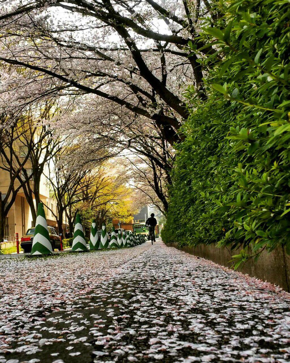 جلوه زیبای ساکورا(شکوفه گیلاس) در دانشگاه توکیو