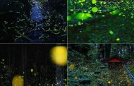 حشره‌های شب‌تاب و زیبایی دوچندان شب‌ها در ژاپن